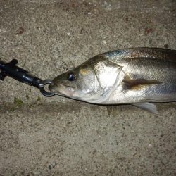 水面爆発‼イナッコ⁇パターンか、、、　